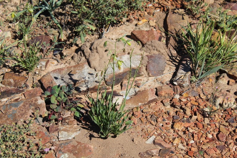 Albuca ciliaris photo 6