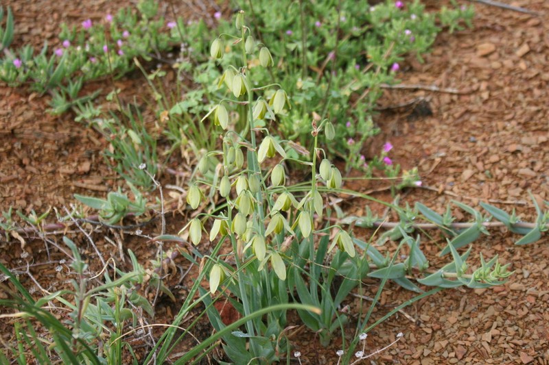 Albuca ciliaris photo 7