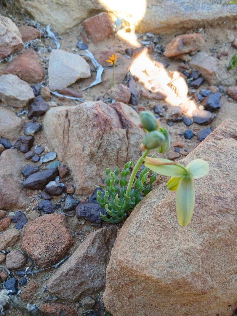 Albuca ciliaris photo 8
