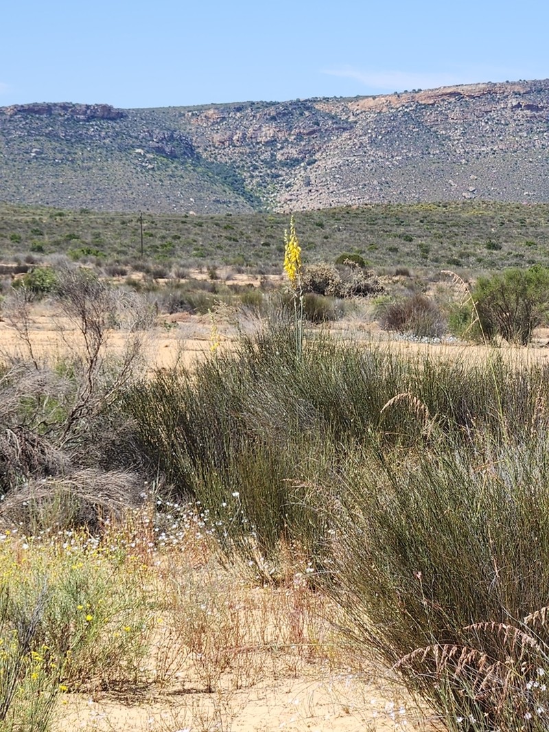 Albuca clanwilliamae-gloria photo 2