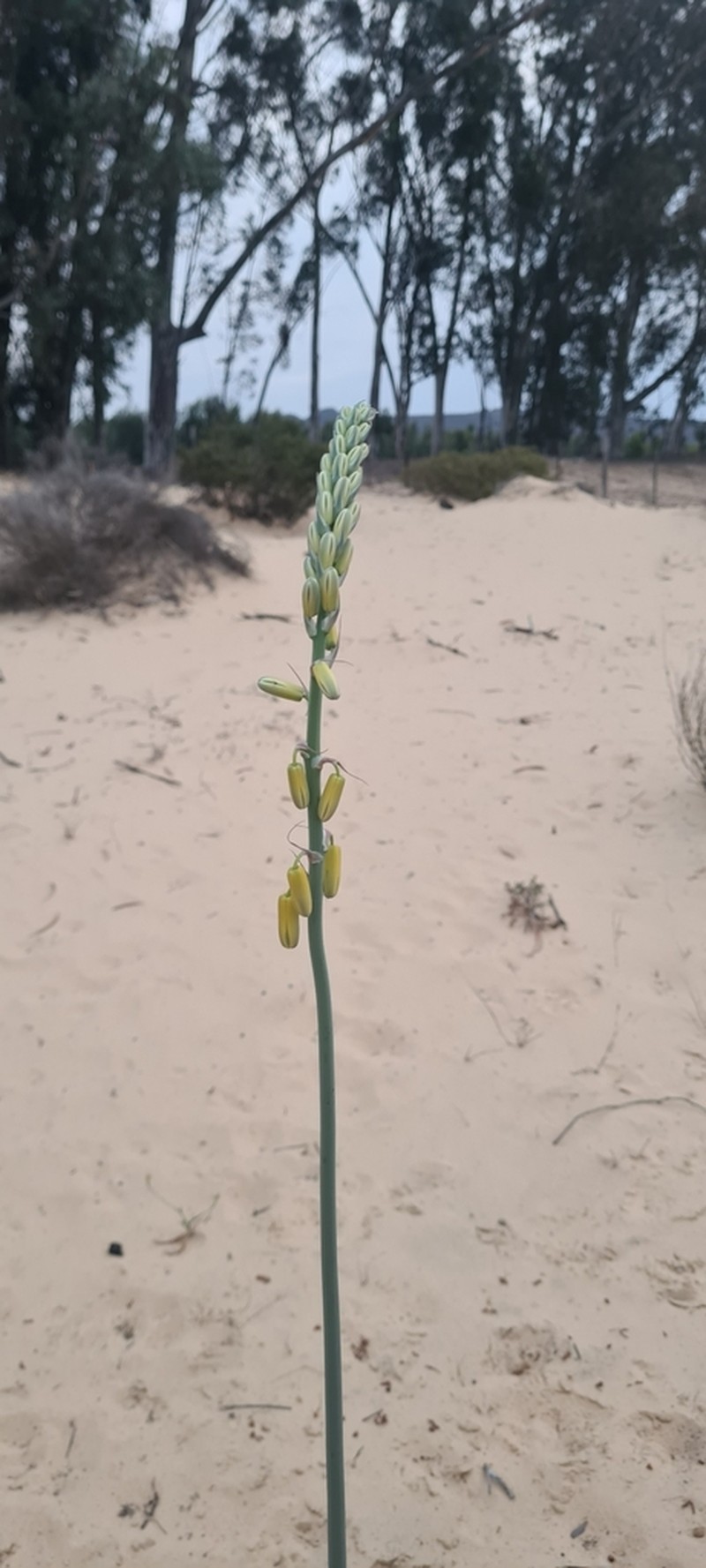 Albuca clanwilliamae-gloria photo 3