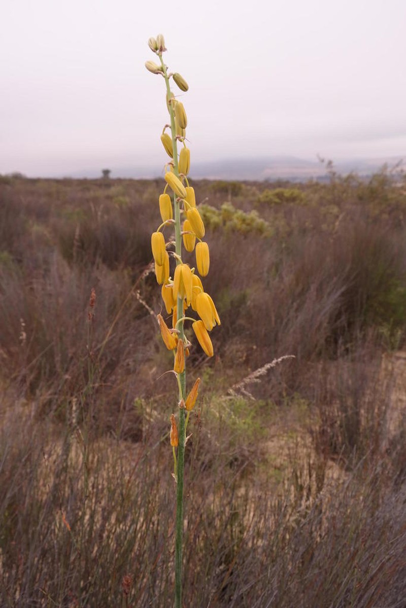 Albuca clanwilliamae-gloria photo 4