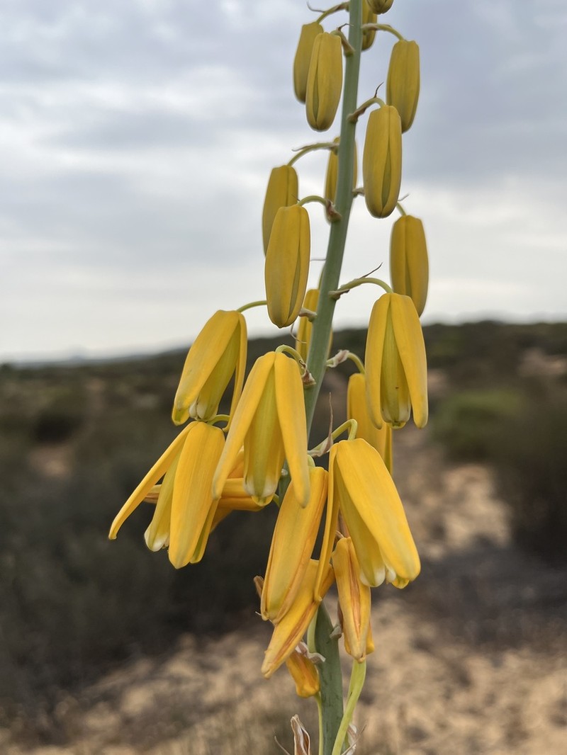 Albuca clanwilliamae-gloria photo 5