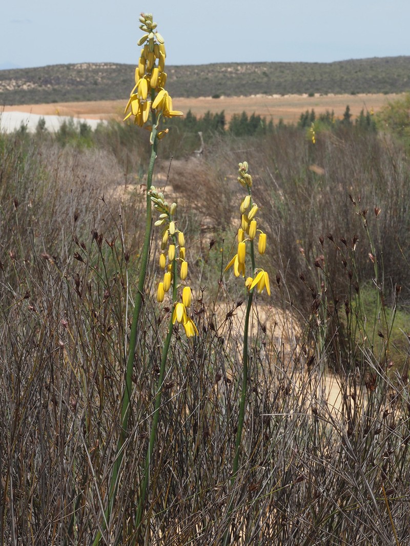 Albuca clanwilliamae-gloria photo 6