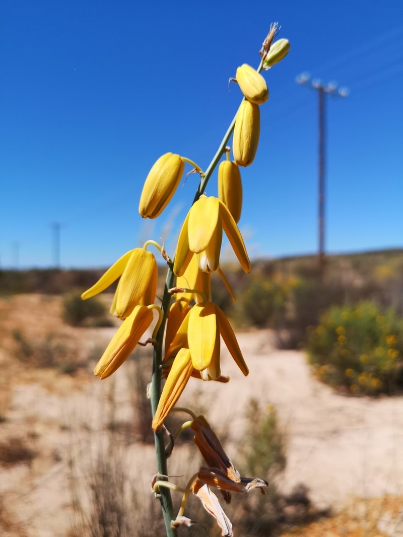 Albuca clanwilliamae-gloria photo 8