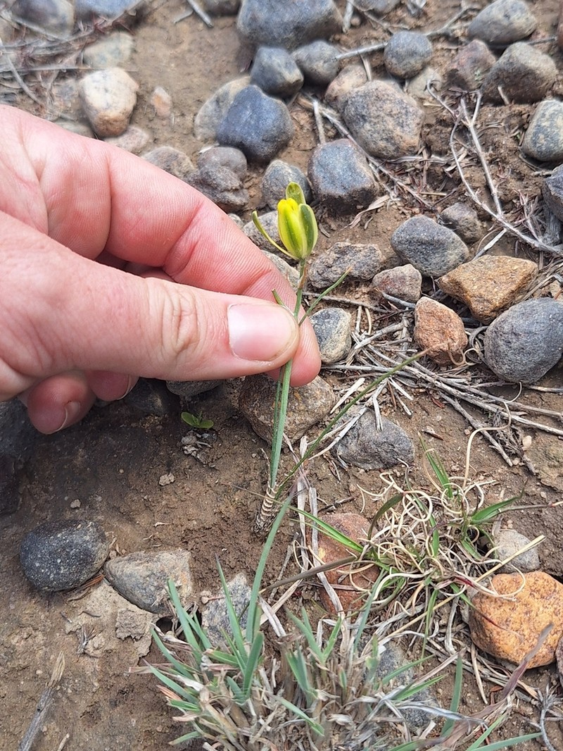Albuca collina