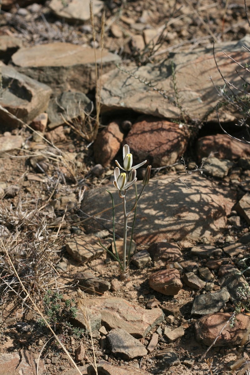 Albuca collina photo 2