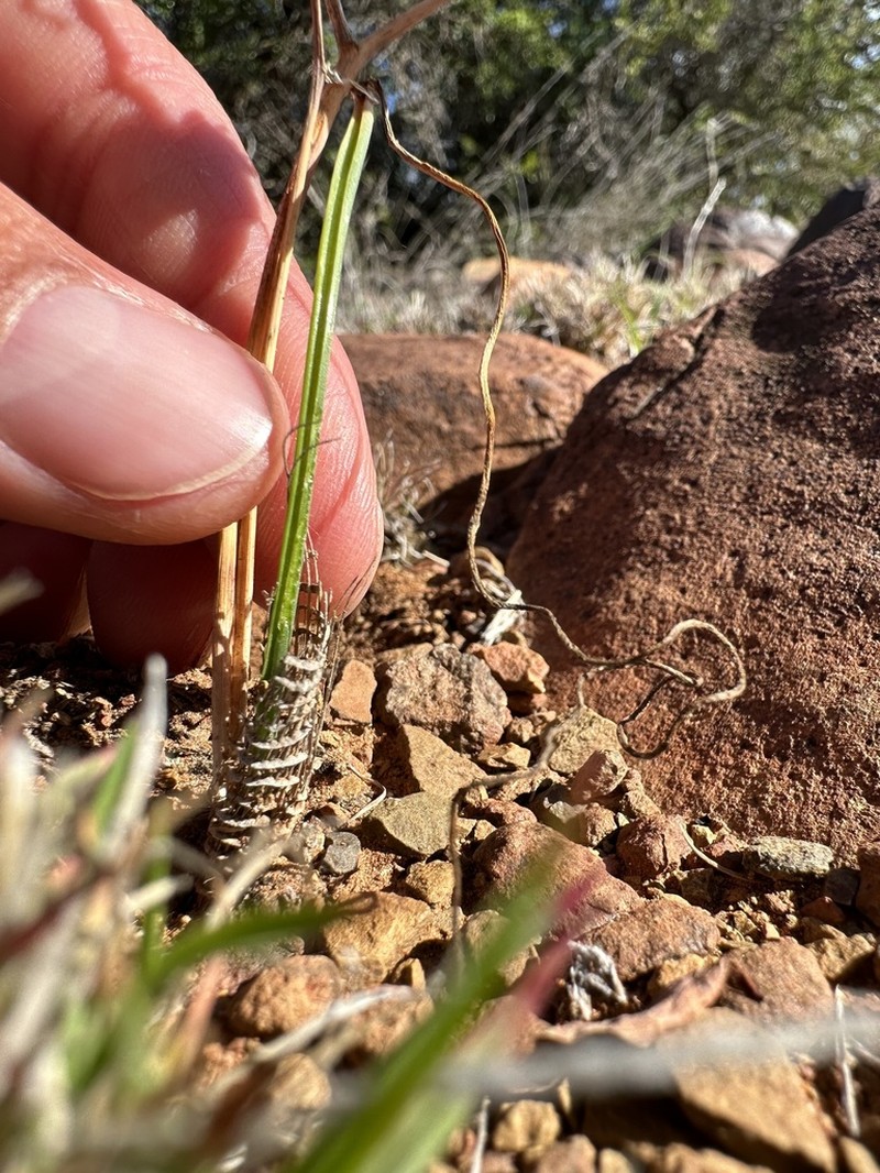 Albuca collina photo 3