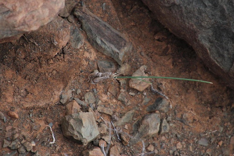 Albuca collina photo 4