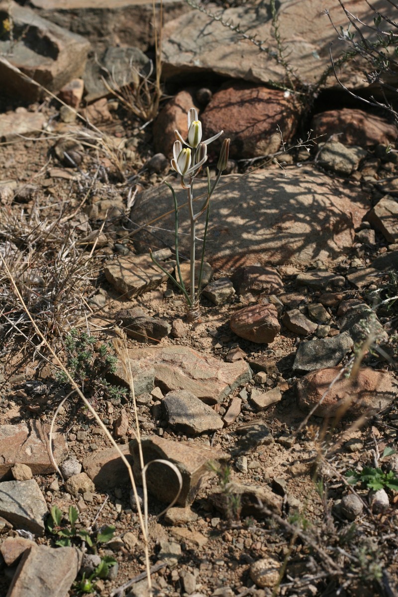 Albuca collina photo 5