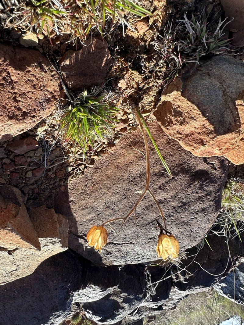 Albuca collina photo 7