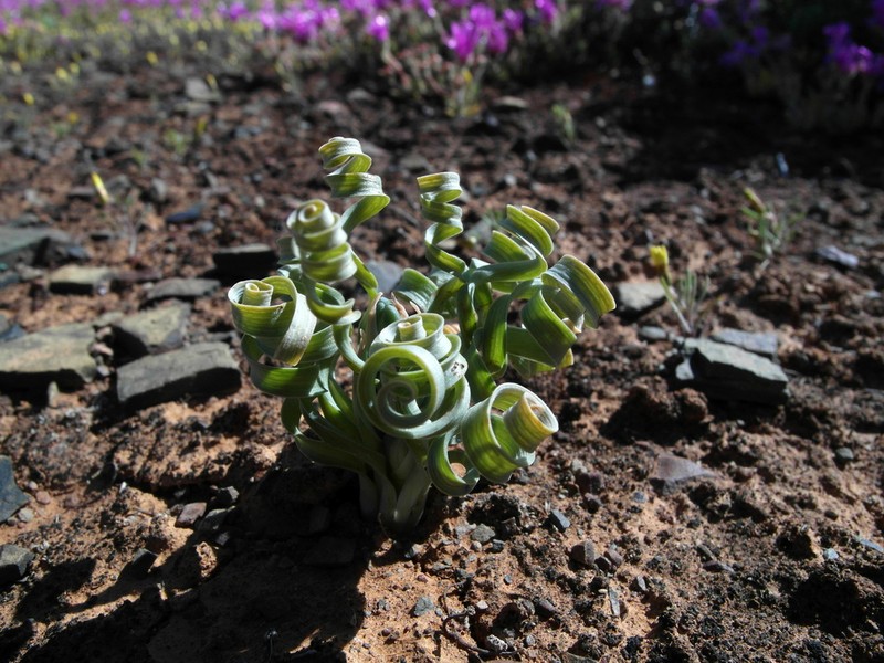 Albuca concordiana photo 2