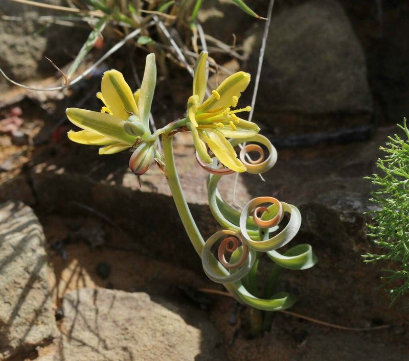 Albuca concordiana photo 3