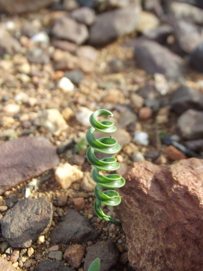 Albuca concordiana photo 4