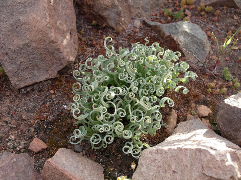 Albuca concordiana photo 5