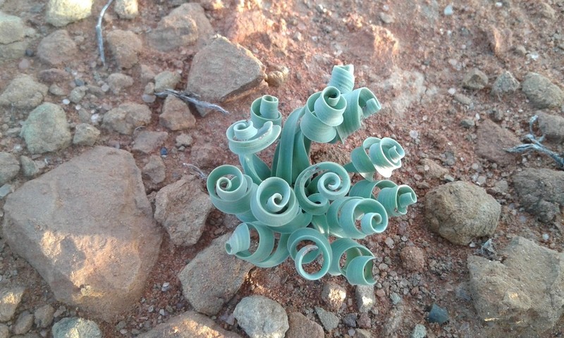 Albuca concordiana photo 6