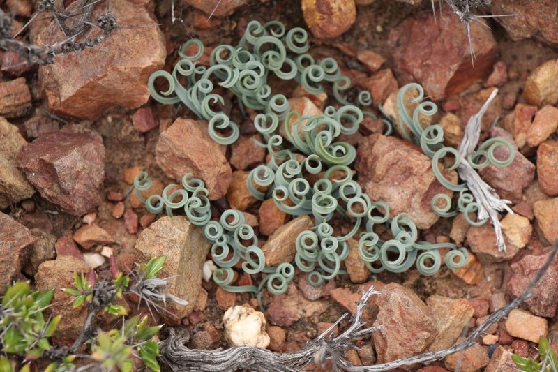 Albuca concordiana photo 7
