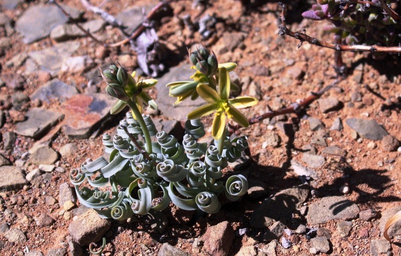 Albuca concordiana photo 8