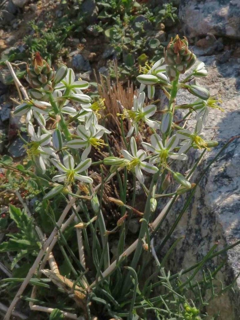Albuca consanguinea