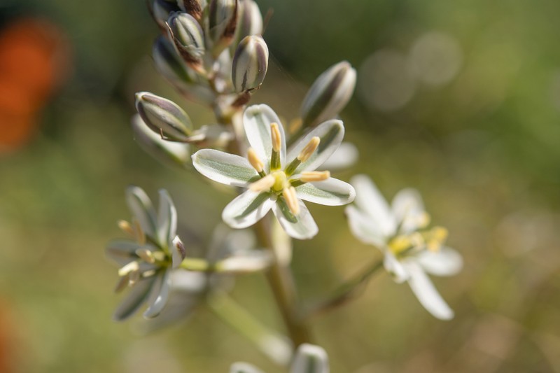 Albuca consanguinea photo 2
