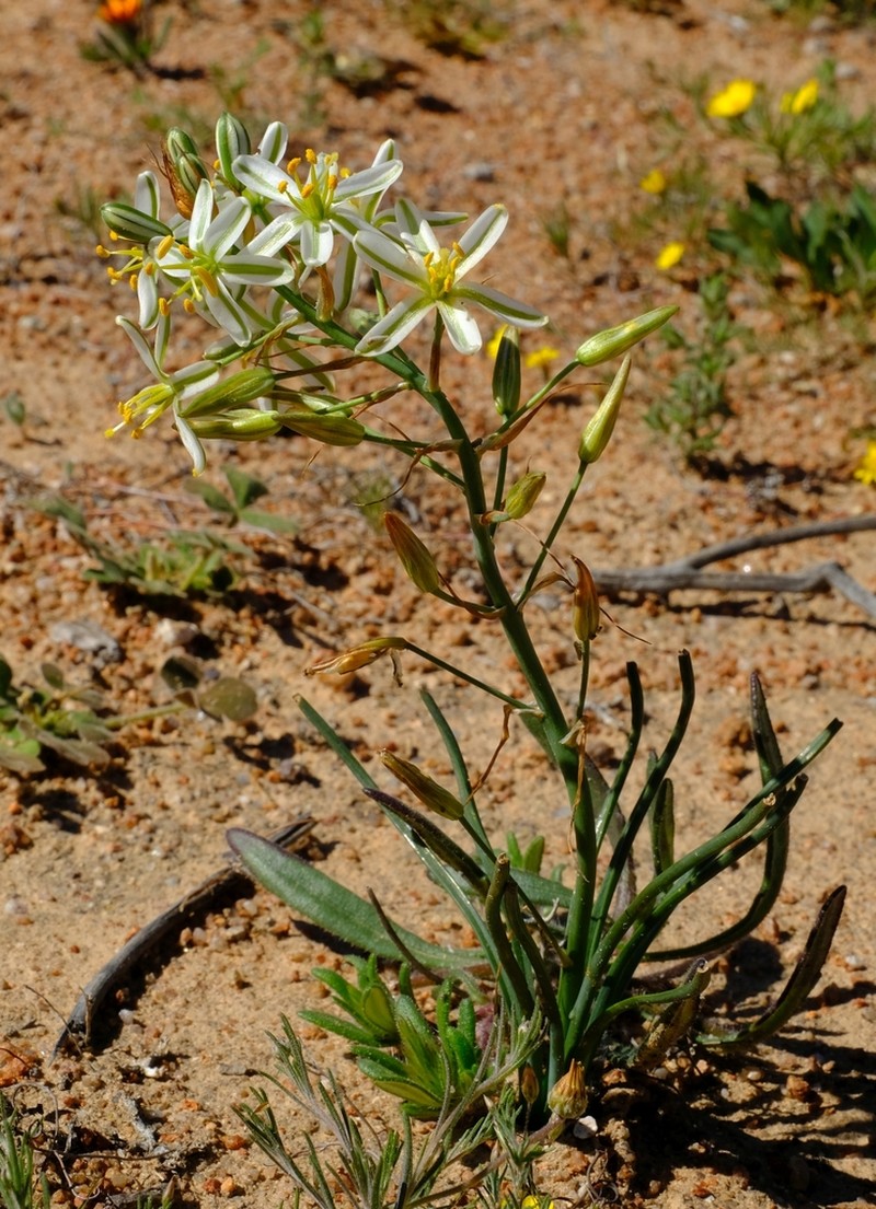 Albuca consanguinea photo 3