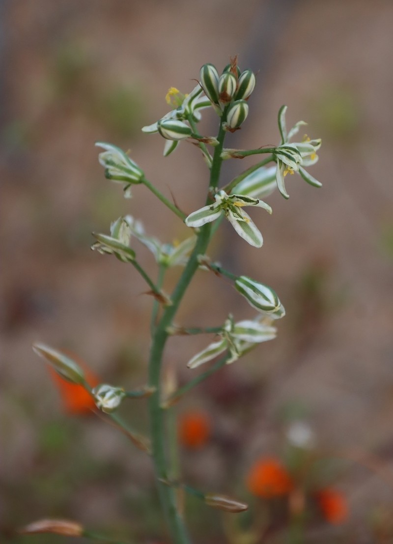 Albuca consanguinea photo 4
