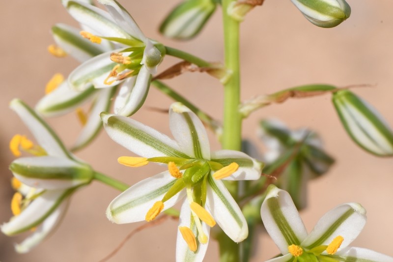 Albuca consanguinea photo 5