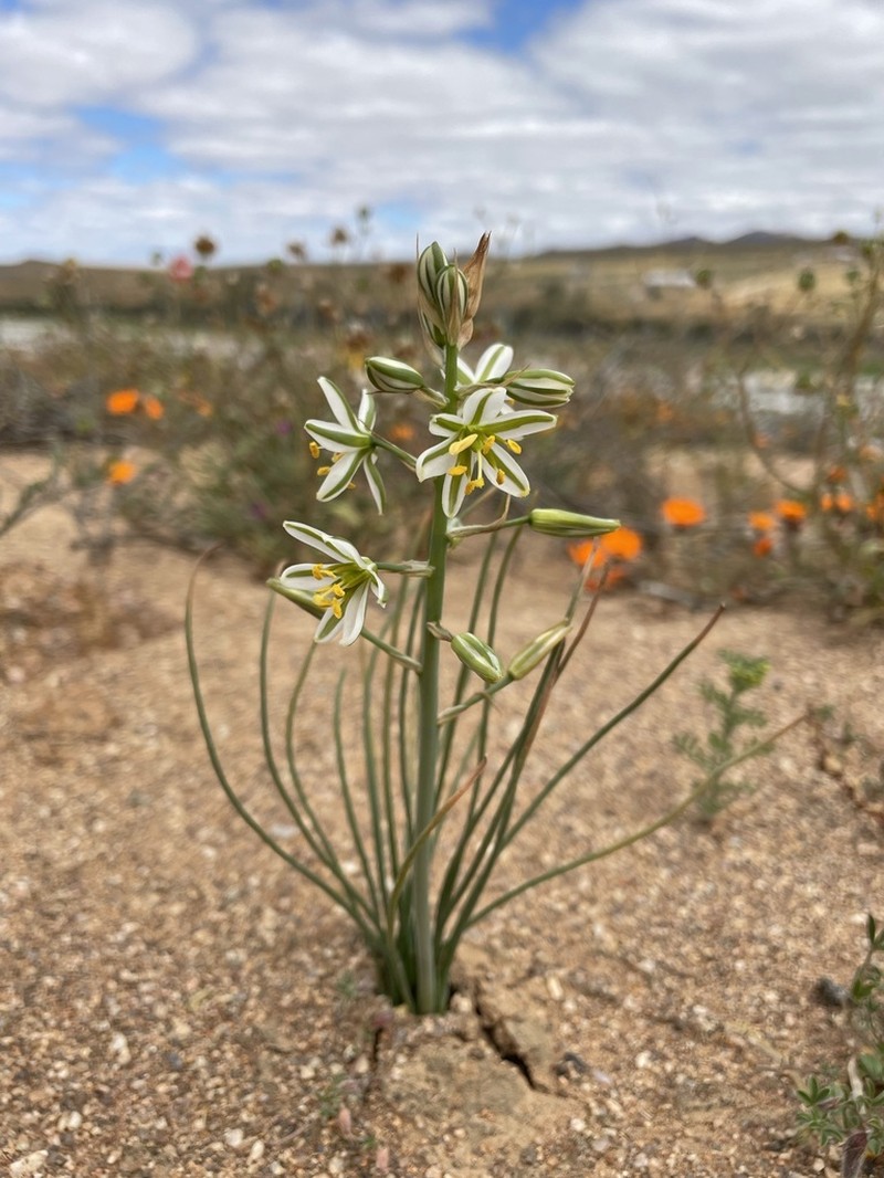 Albuca consanguinea photo 6