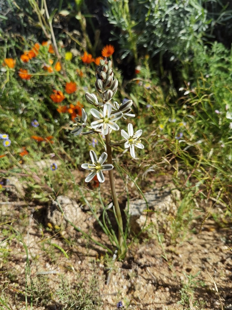 Albuca consanguinea photo 7
