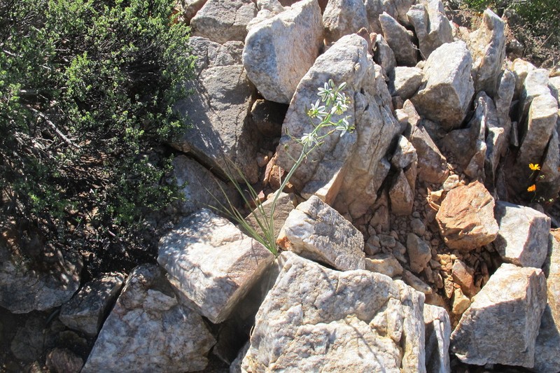 Albuca consanguinea photo 8