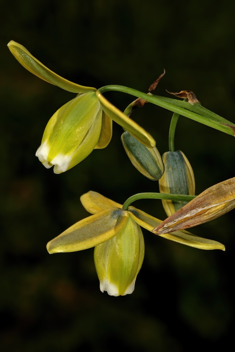 Albuca cooperi