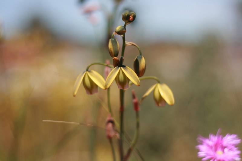 Albuca cooperi photo 2