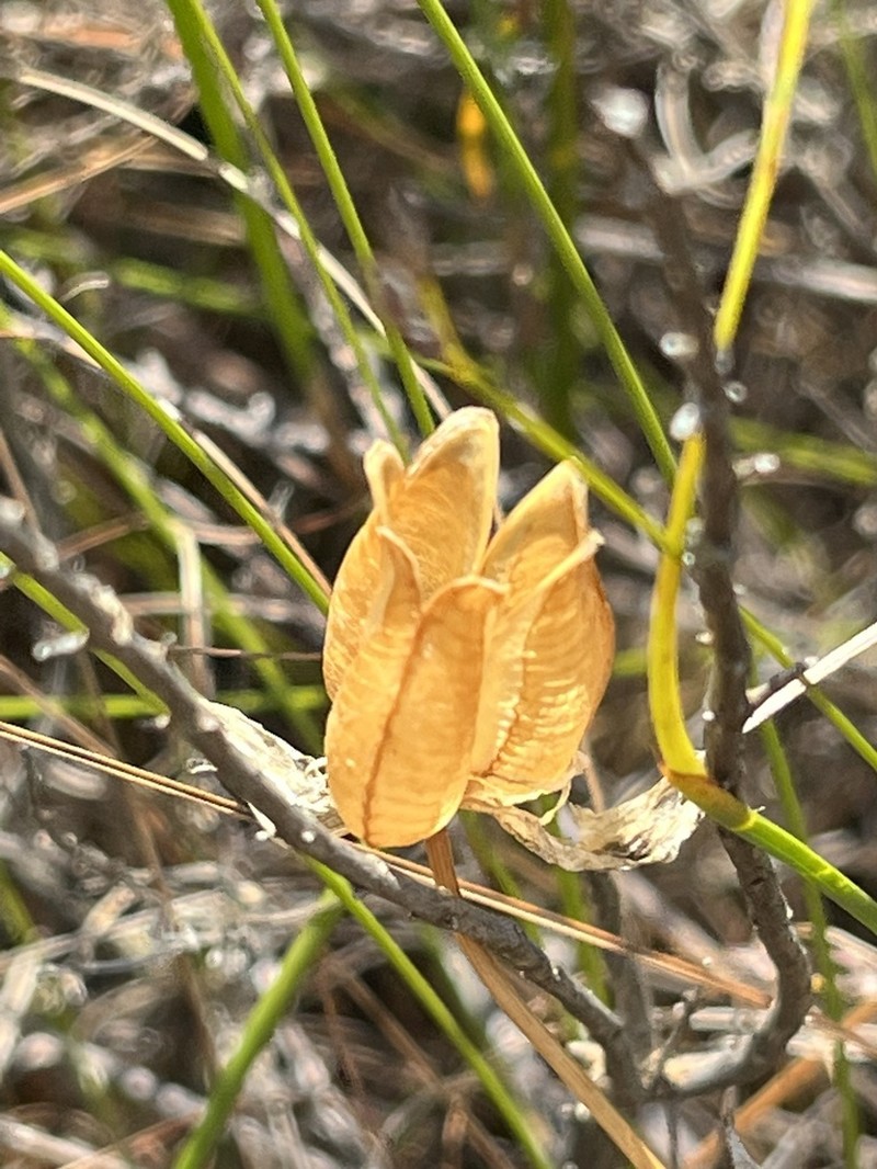 Albuca cooperi photo 3