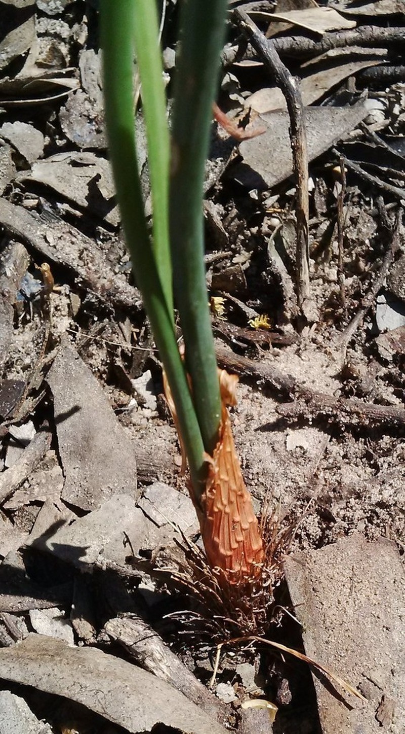 Albuca cooperi photo 5