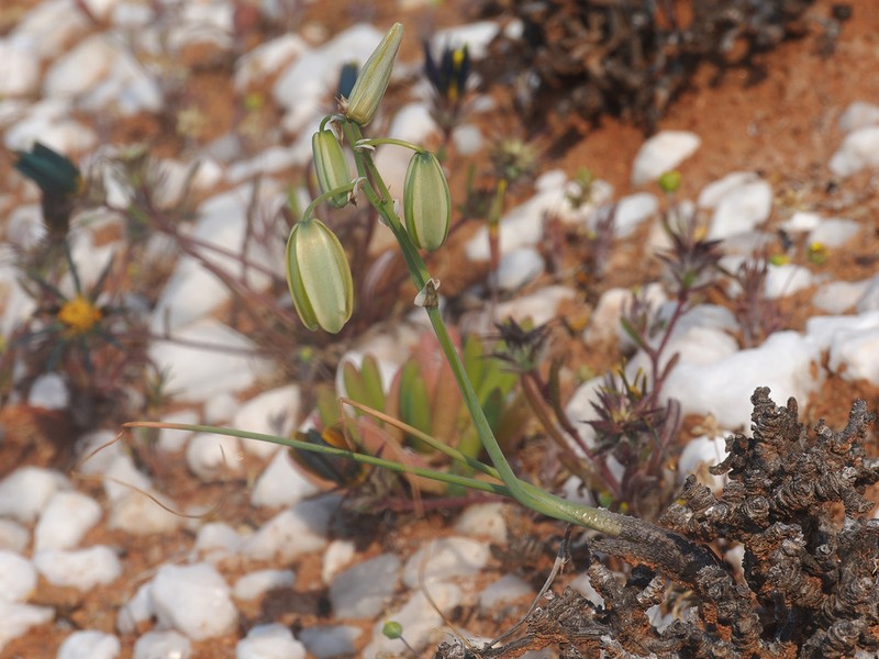 Albuca cooperi photo 6