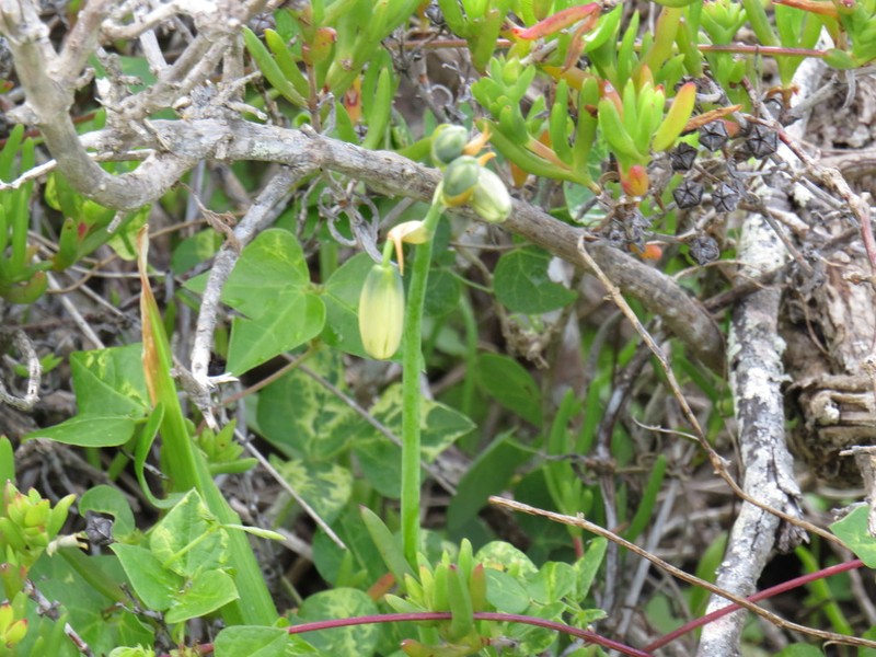 Albuca cooperi photo 7