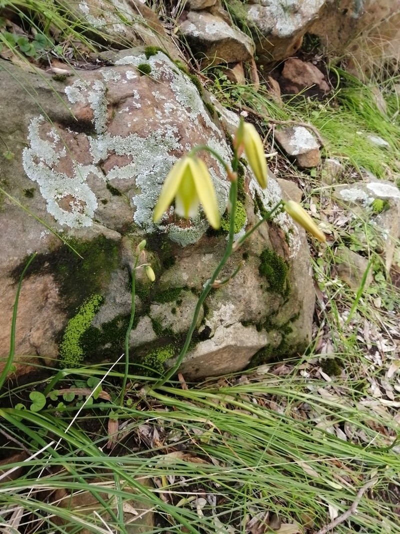 Albuca cooperi photo 8