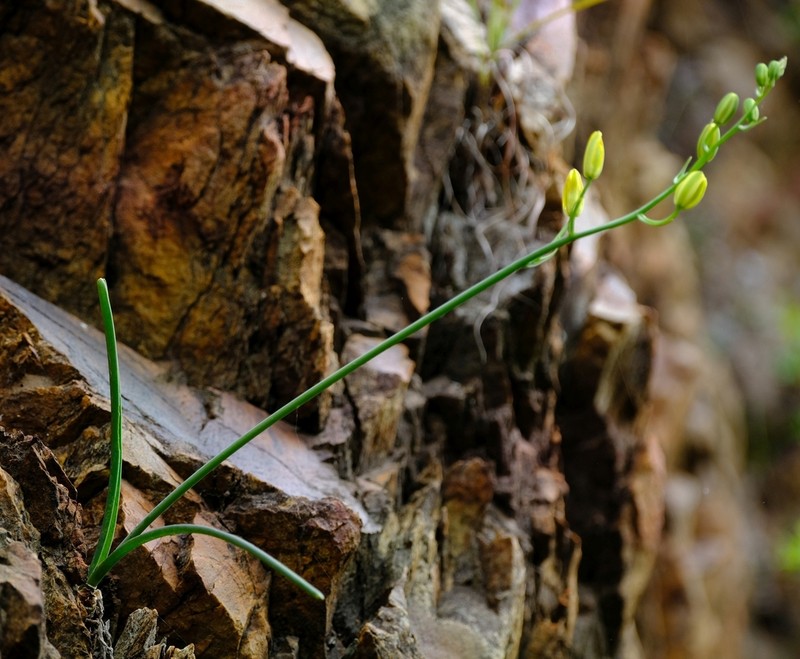 Albuca cremnophila