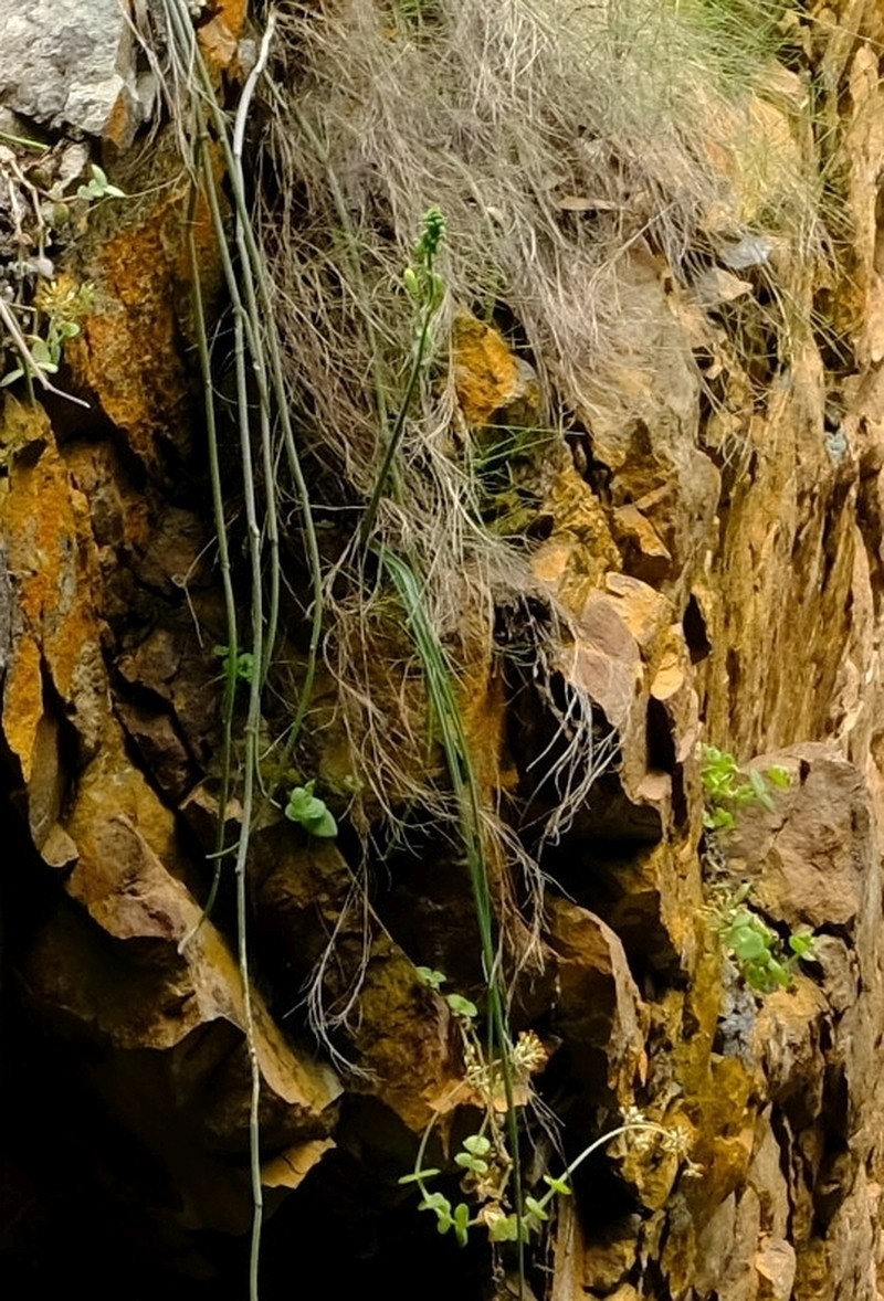 Albuca cremnophila photo 2