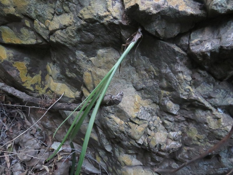 Albuca cremnophila photo 3