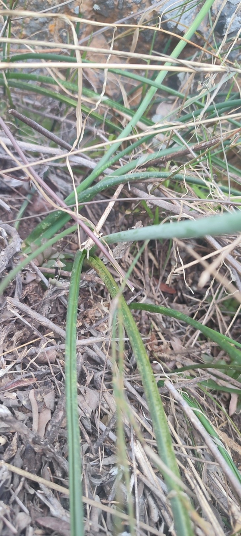 Albuca cremnophila photo 4