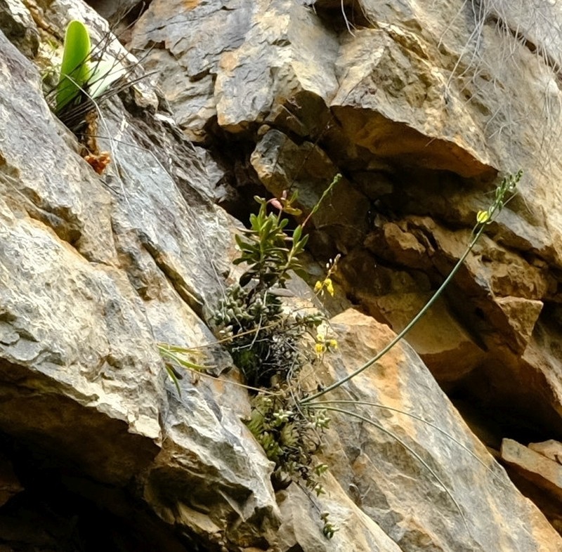 Albuca cremnophila photo 5