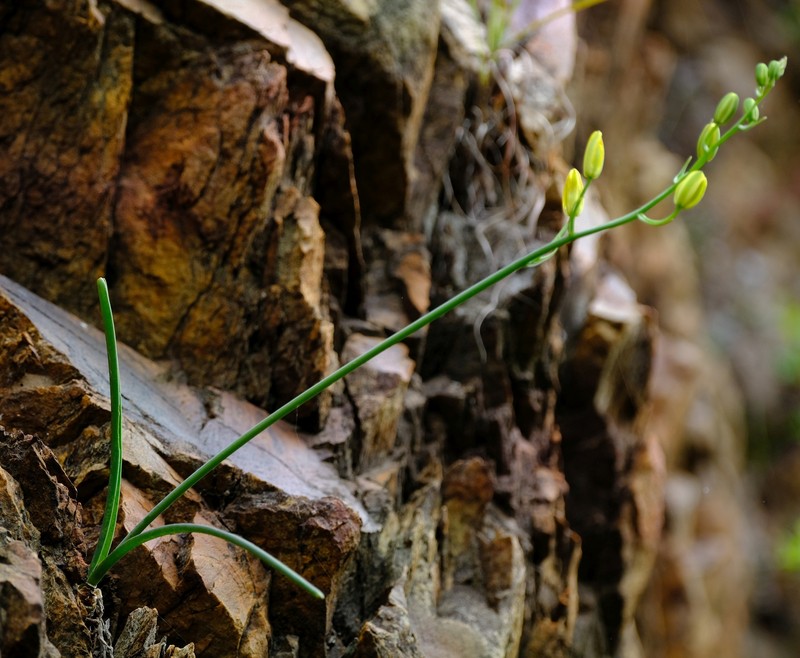 Albuca cremnophila photo 8