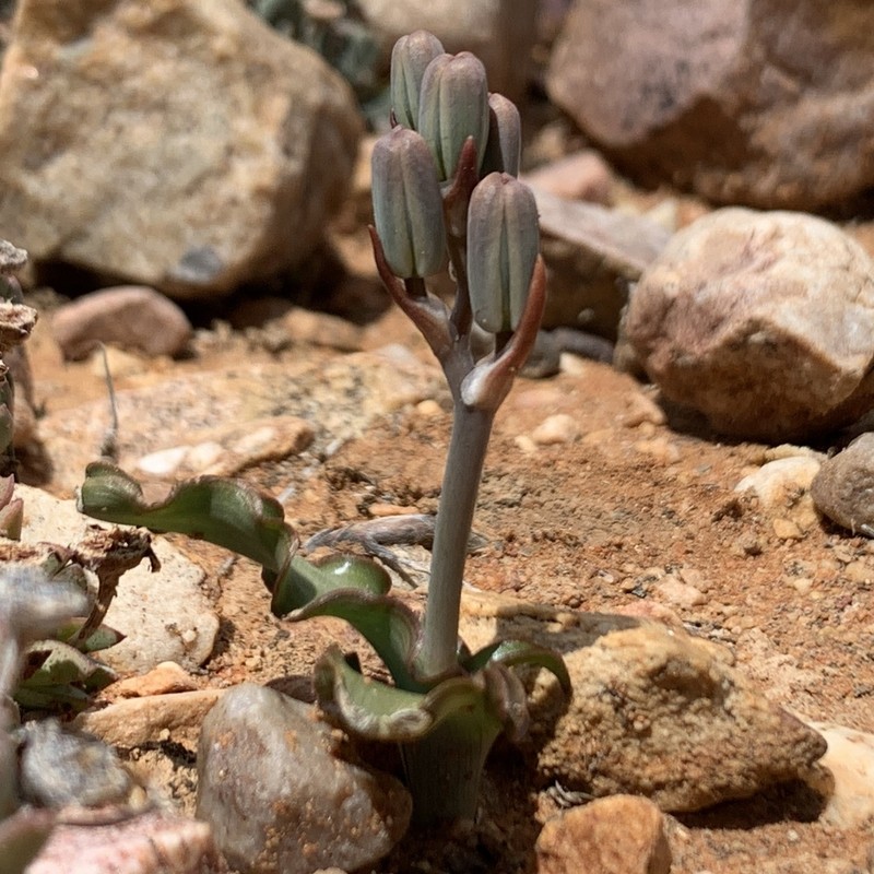 Albuca crispa