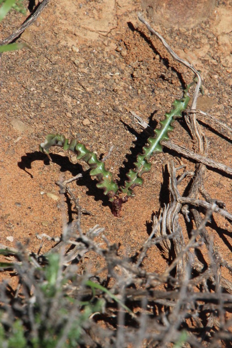 Albuca crispa photo 2