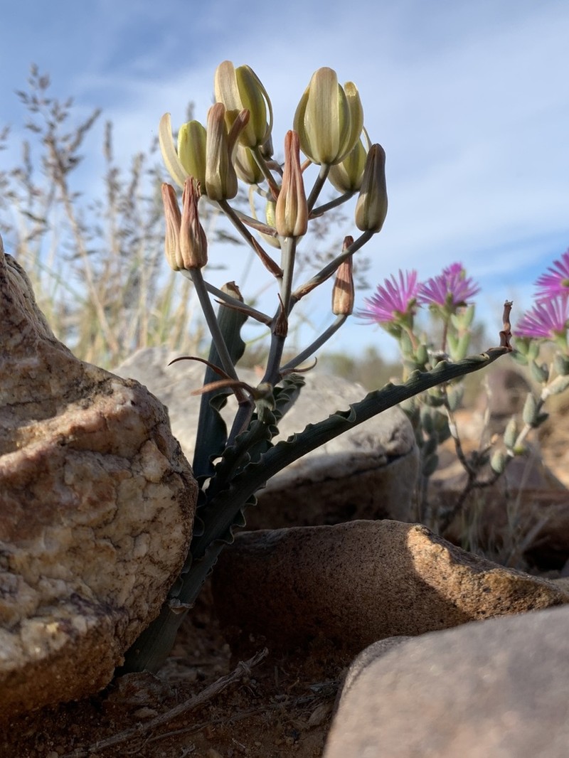 Albuca crispa photo 3