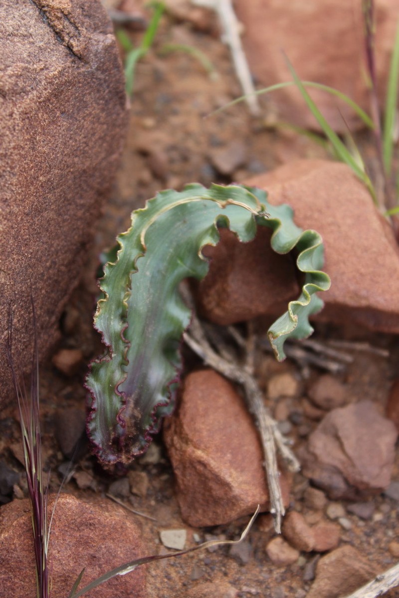 Albuca crispa photo 4