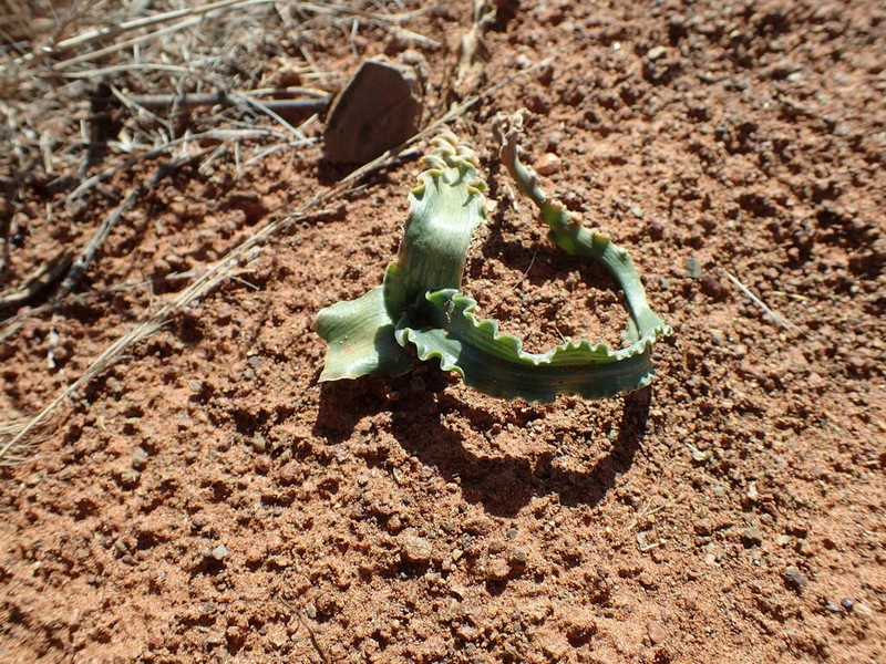 Albuca crispa photo 5