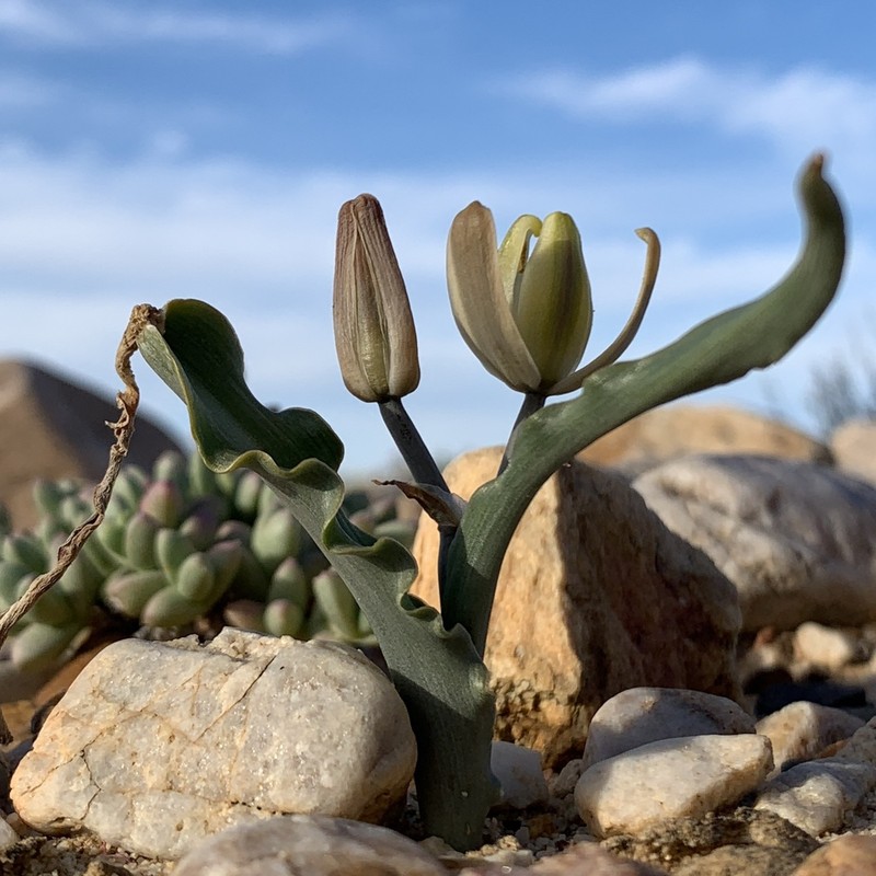 Albuca crispa photo 7