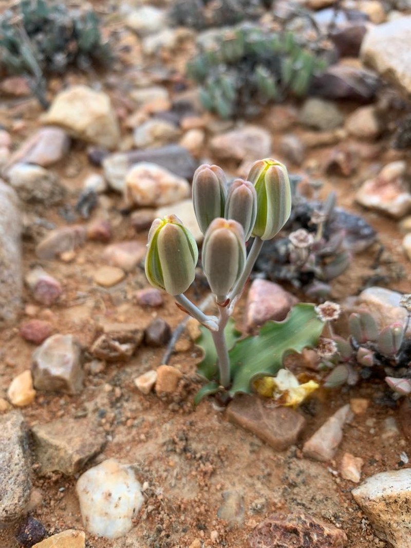 Albuca crispa photo 8